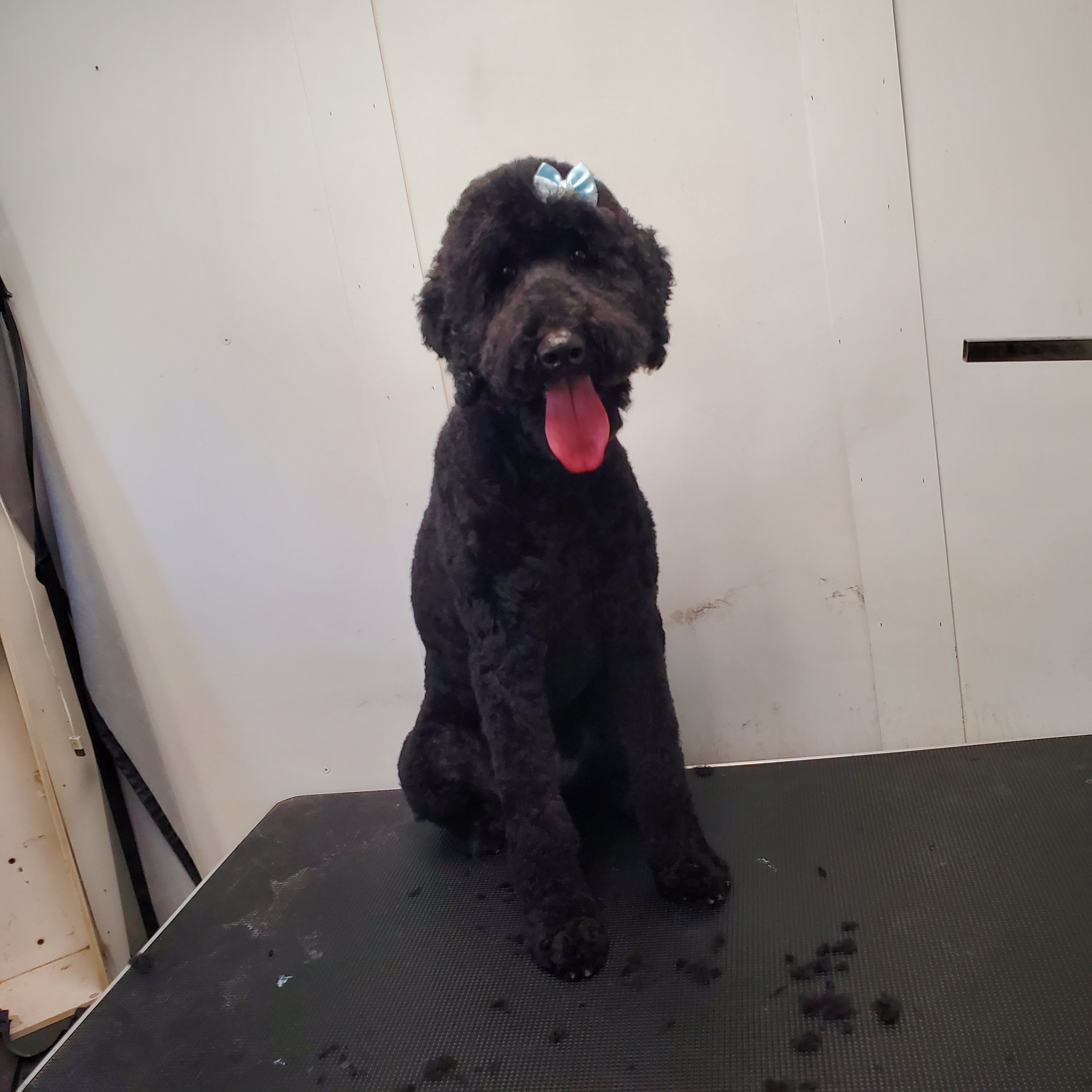 Black standard poodle puppy clearance cut